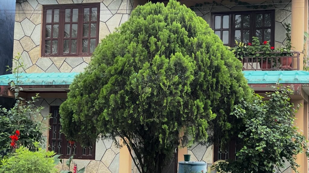 A large, vibrant green, dome-shaped tree stands prominently in the front yard of a multi-story home. The house features light