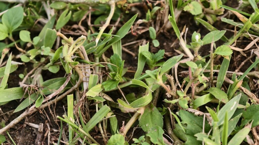 A close up view of trimmed green grass stems and tiny wild sprout leaves on damp garden soil.