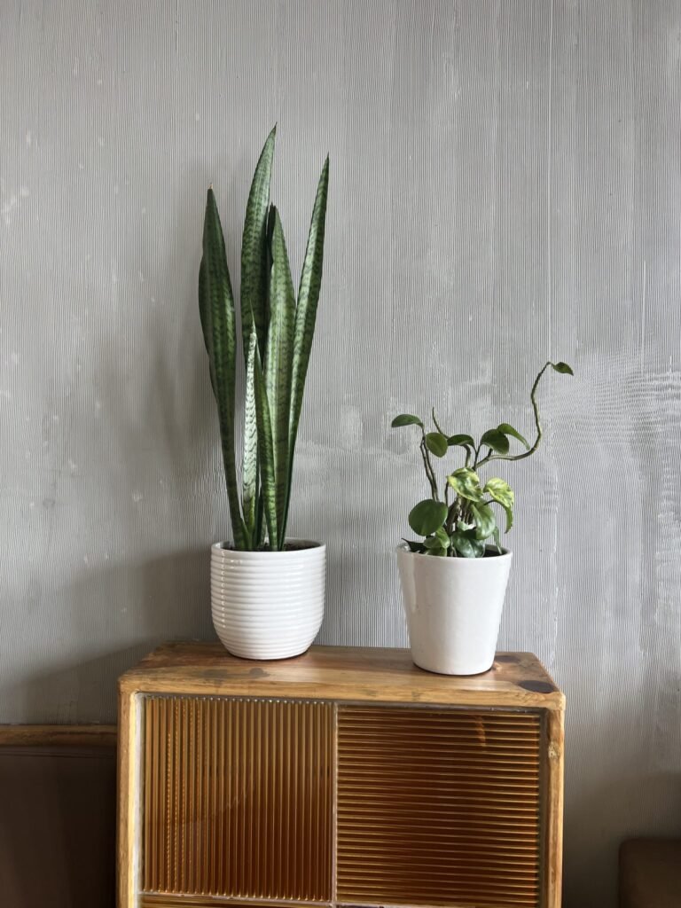 Snake plant and trailing vine in pots on a wooden cabinet
