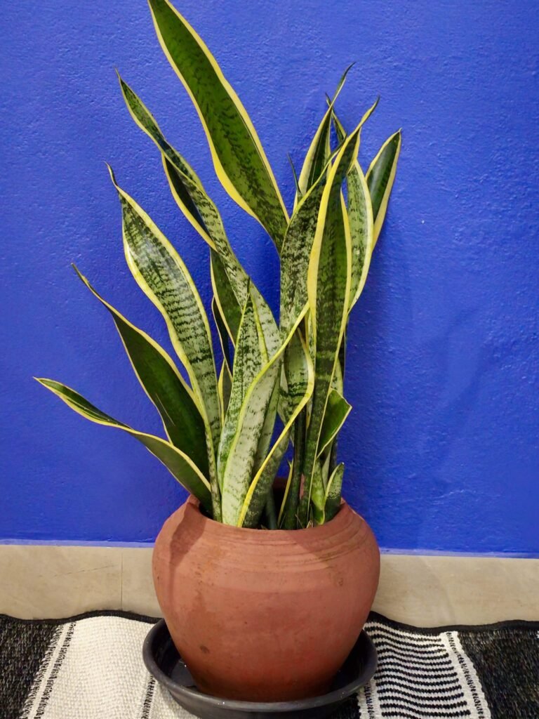 Healthy snake plant with yellow-edged leaves in a clay pot
