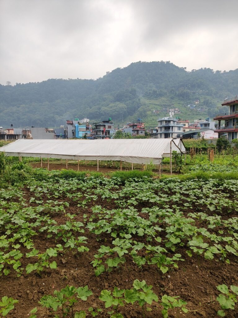 Rows of leafy vegetable plants growing in tilled brown soil